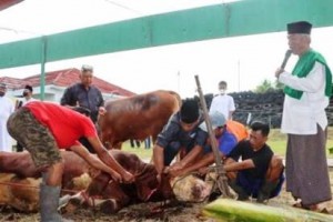 Idul Adha 1443 H, Uniku Kurban 1 Ekor Sapi  & 20 Ekor Kambing